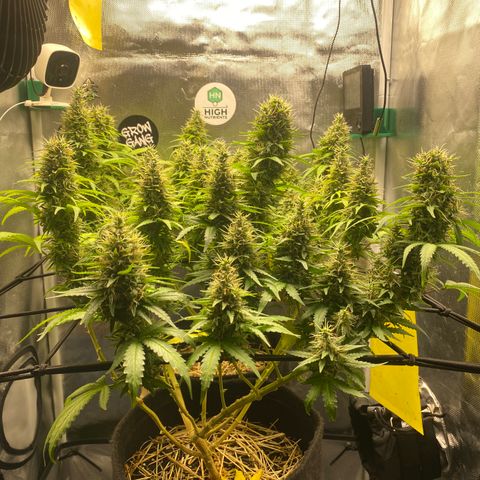 Joana #2 growlog timeline photo