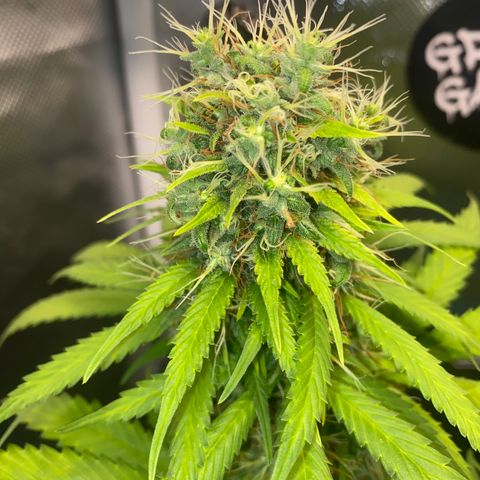 Joana #2 growlog timeline photo