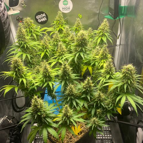 Joana #2 growlog timeline photo