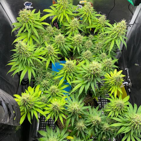 Joana #2 growlog timeline photo