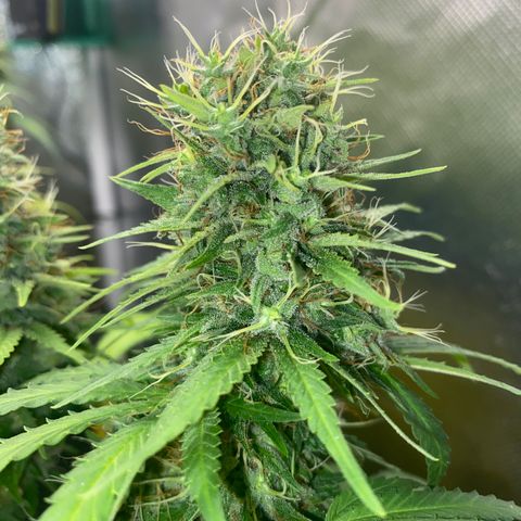 Joana #2 growlog timeline photo