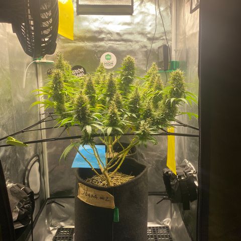 Joana #2 growlog timeline photo