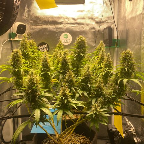 Joana #2 growlog timeline photo
