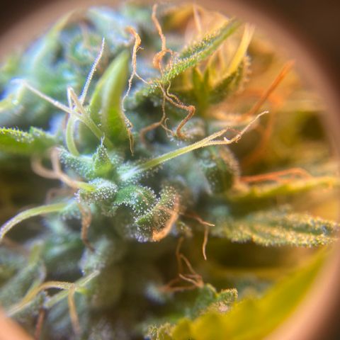 Joana #2 growlog timeline photo