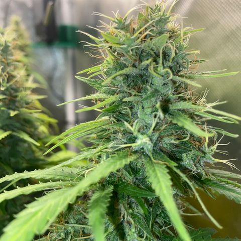 Joana #2 growlog timeline photo