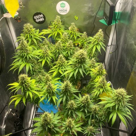 Joana #2 growlog timeline photo