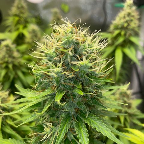 Joana #2 growlog timeline photo