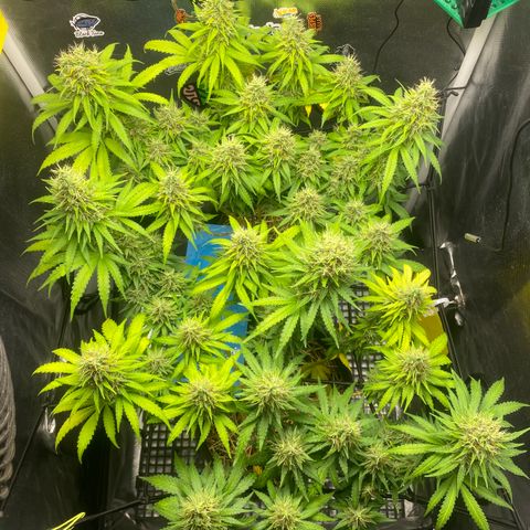 Joana #2 growlog timeline photo