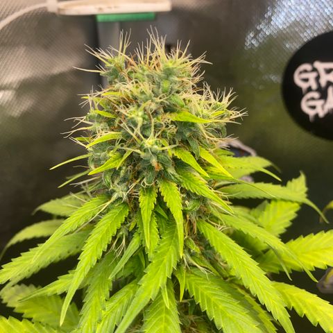 Joana #2 growlog timeline photo