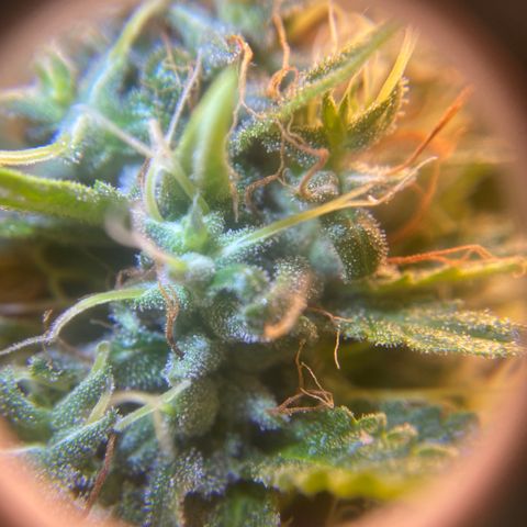 Joana #2 growlog timeline photo
