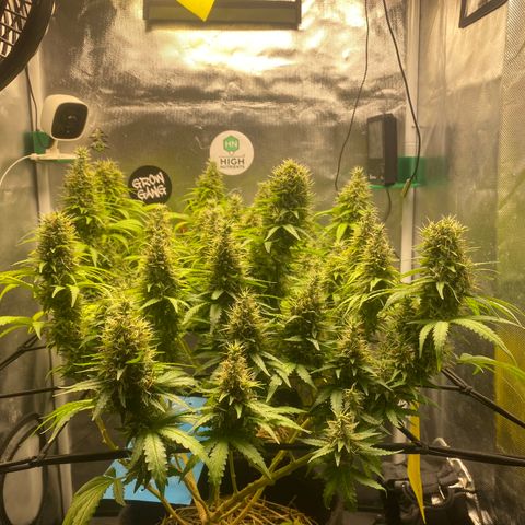 Joana #2 growlog timeline photo