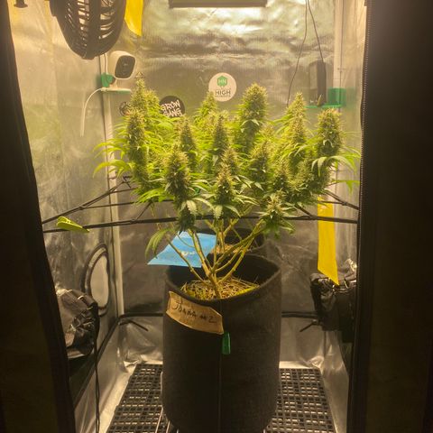 Joana #2 growlog timeline photo