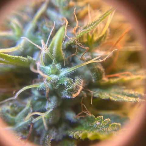 Joana #2 growlog timeline photo