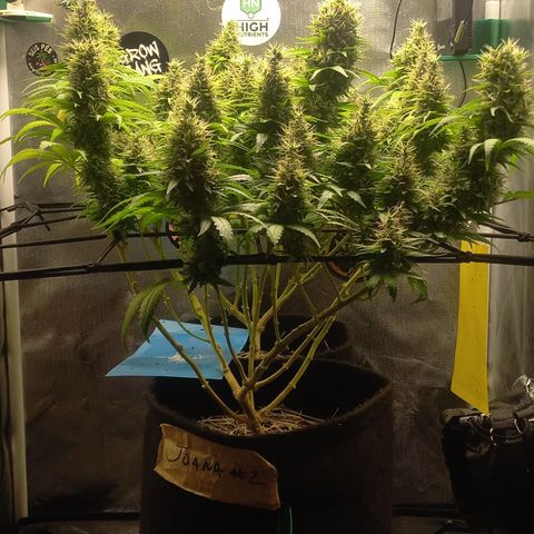 Joana #2 growlog timeline photo