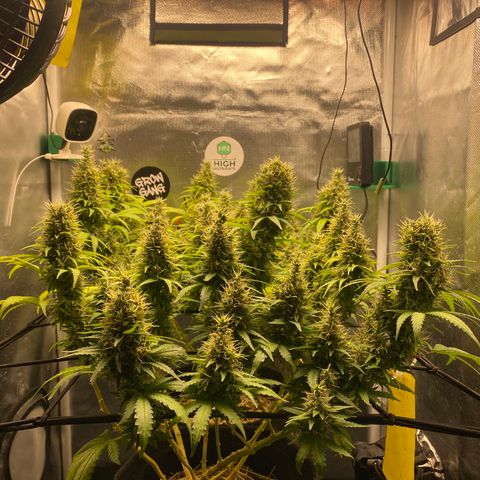 Joana #2 growlog timeline photo