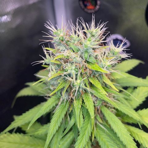 Joana #2 growlog timeline photo