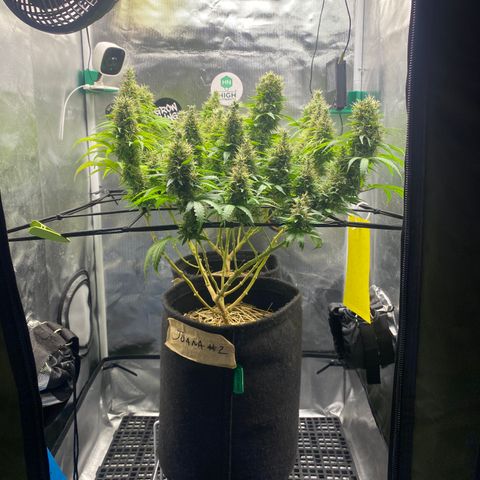 Joana #2 growlog timeline photo