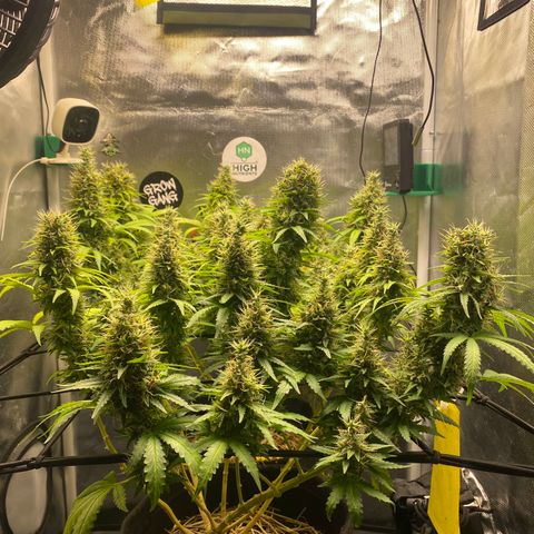 Joana #2 growlog timeline photo