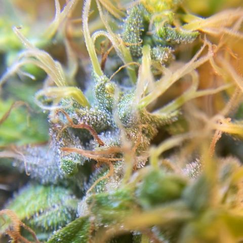 Joana #2 growlog timeline photo