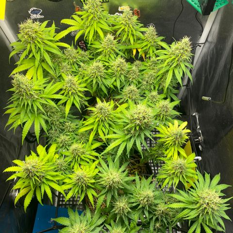 Joana #2 growlog timeline photo