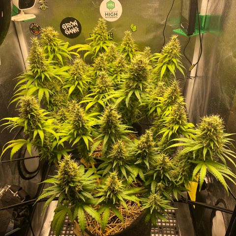 Joana #2 growlog timeline photo