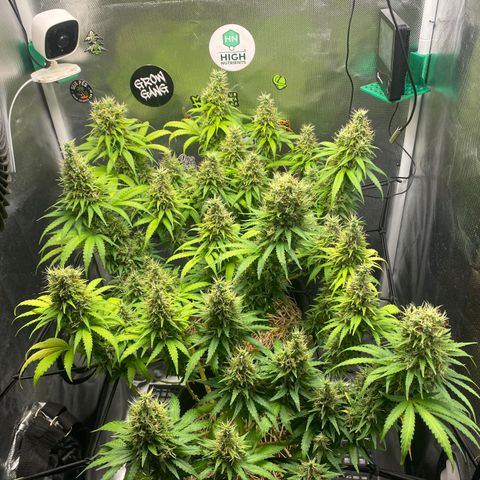 Joana #2 growlog timeline photo