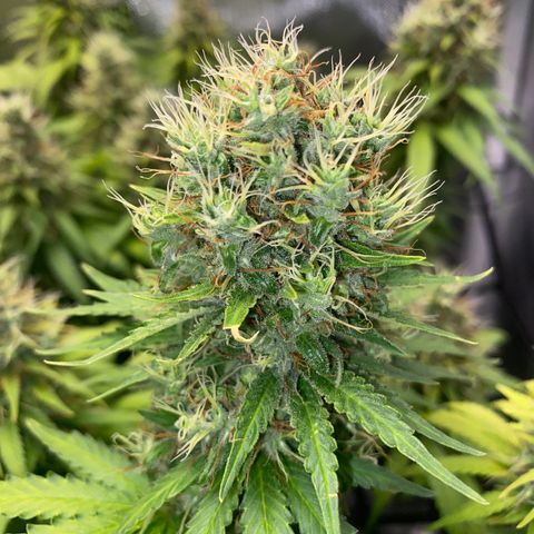 Joana #2 growlog timeline photo