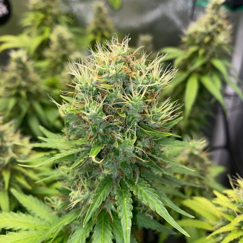 Joana #2 growlog timeline photo