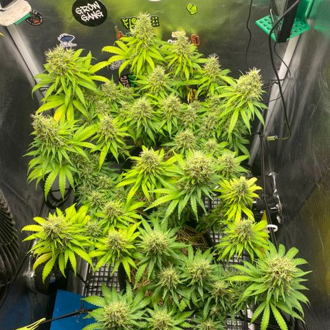 Joana #2 growlog timeline photo
