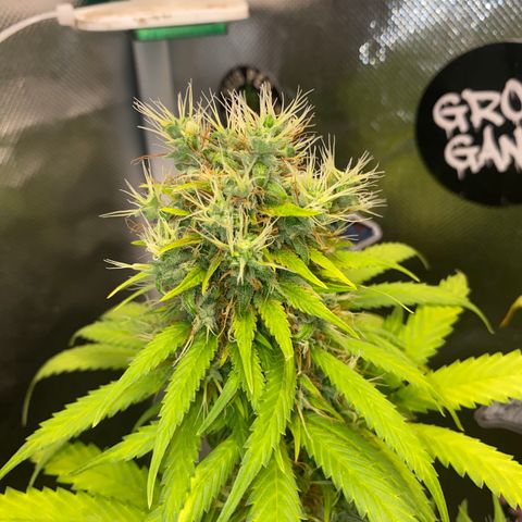 Joana #2 growlog timeline photo