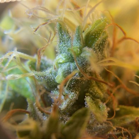 Joana #2 growlog timeline photo
