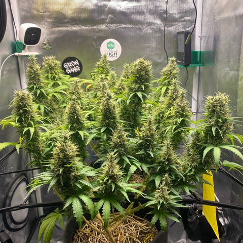 Joana #2 growlog timeline photo