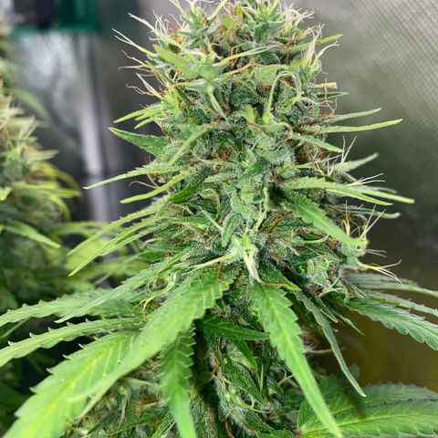 Joana #2 growlog timeline photo