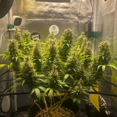 Joana #2 growlog timeline photo