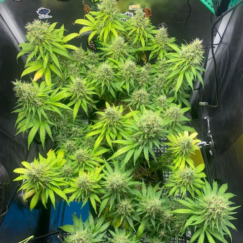 Joana #2 growlog timeline photo