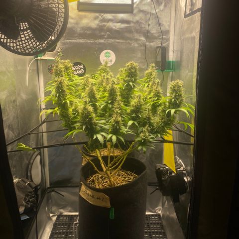 Joana #2 growlog timeline photo