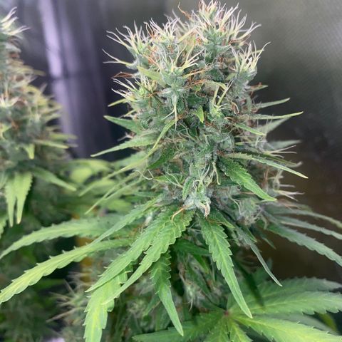 Joana #2 growlog timeline photo