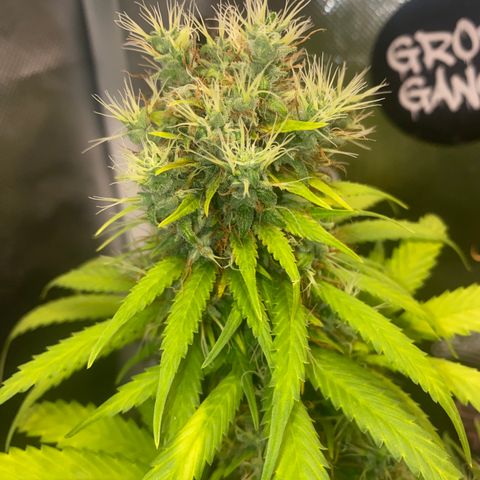 Joana #2 growlog timeline photo