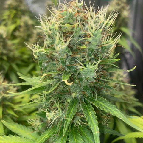 Joana #2 growlog timeline photo