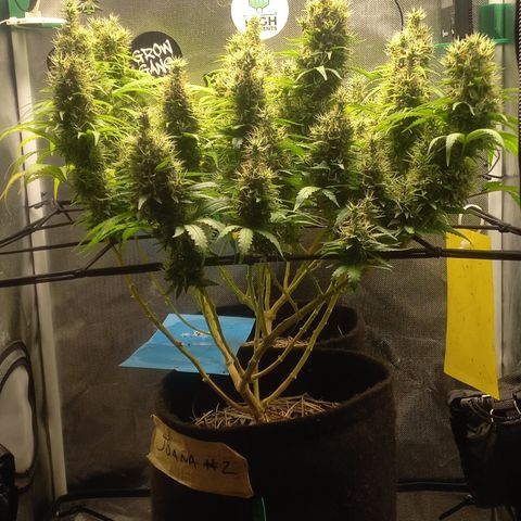 Joana #2 growlog timeline photo