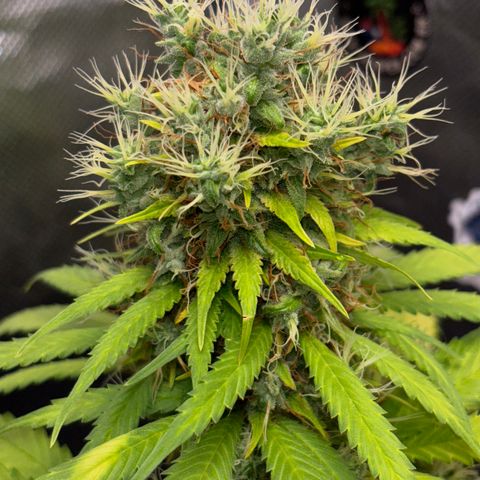 Joana #2 growlog timeline photo