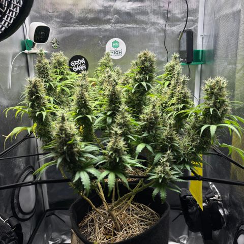 Joana #2 growlog timeline photo