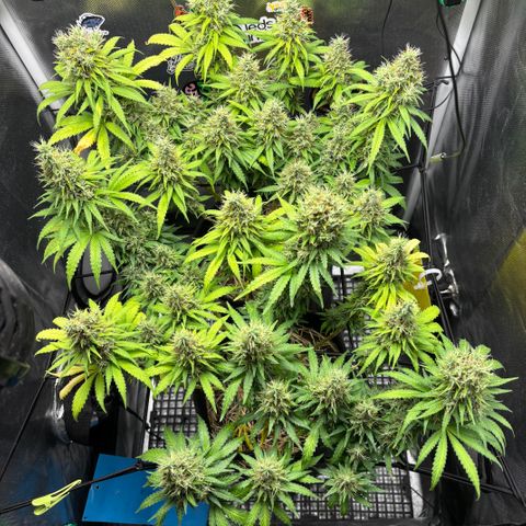 Joana #2 growlog timeline photo