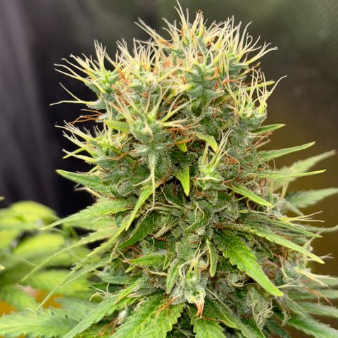 Joana #2 growlog timeline photo