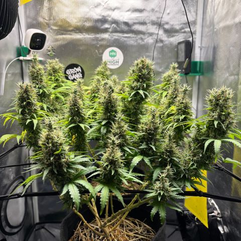 Joana #2 growlog timeline photo