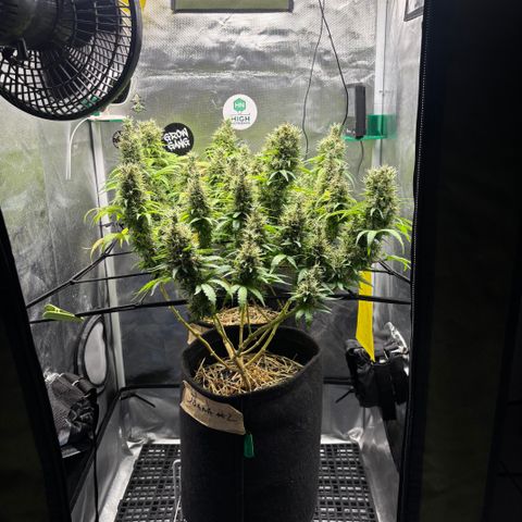 Joana #2 growlog timeline photo