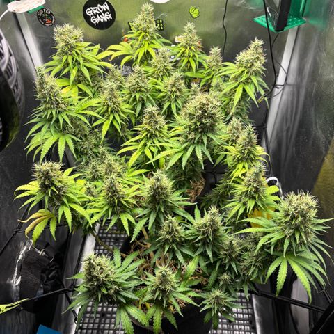 Joana #2 growlog timeline photo