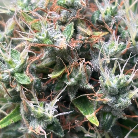 Joana #2 growlog timeline photo