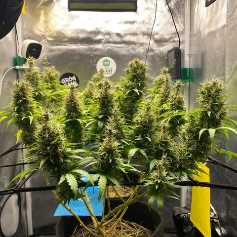 Joana #2 growlog timeline photo