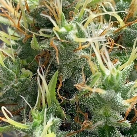Joana #2 growlog timeline photo